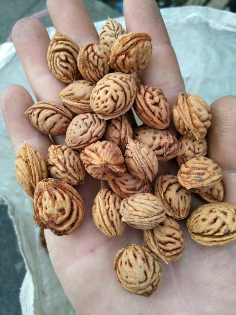 毛桃种子果树种子新采毛桃树种子嫁接梅花李树桃树砧木
