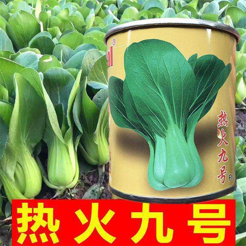 热火九号青梗菜种子上海青种子鸡毛菜高产小白菜油菜种子耐热