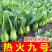 热火九号青梗菜种子上海青种子鸡毛菜高产小白菜油菜种子耐热