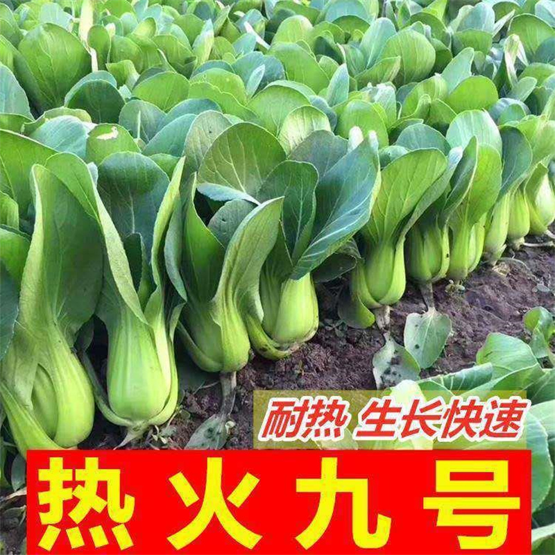 热火九号青梗菜种子上海青种子鸡毛菜高产小白菜油菜种子耐热