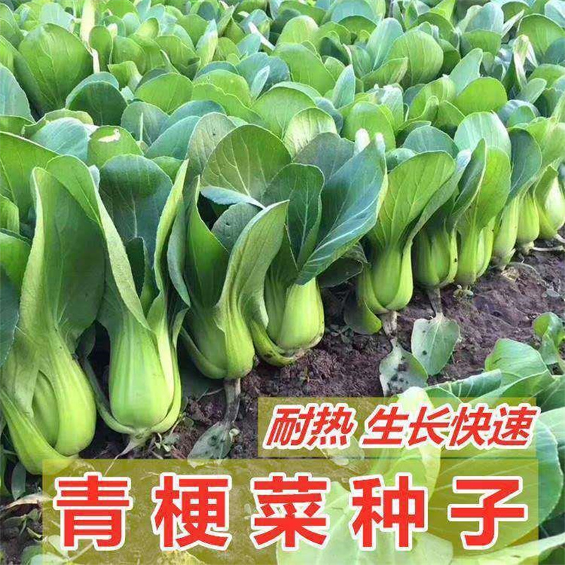 热火九号青梗菜种子上海青种子鸡毛菜高产小白菜油菜种子耐热
