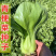 热火九号青梗菜种子上海青种子鸡毛菜高产小白菜油菜种子耐热