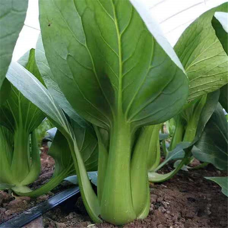 热火九号青梗菜种子上海青种子鸡毛菜高产小白菜油菜种子耐热