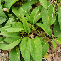 俄罗斯菜根聚合菜四季青多年生聚合牧草种子