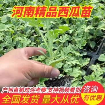 河南西瓜苗精品西瓜苗品种齐全货源充足质量保证产地直销欢迎选购