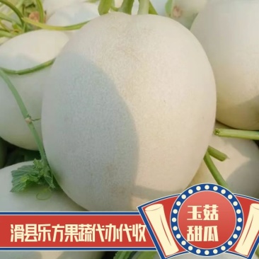 【热销】冰清玉姑甜瓜大量上市品质保障甜度高耐运输产地发货