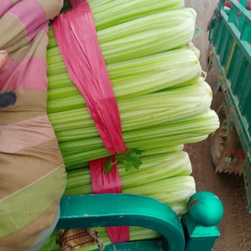 河北精品芹菜原产地直销量大价优保质保量欢迎选购