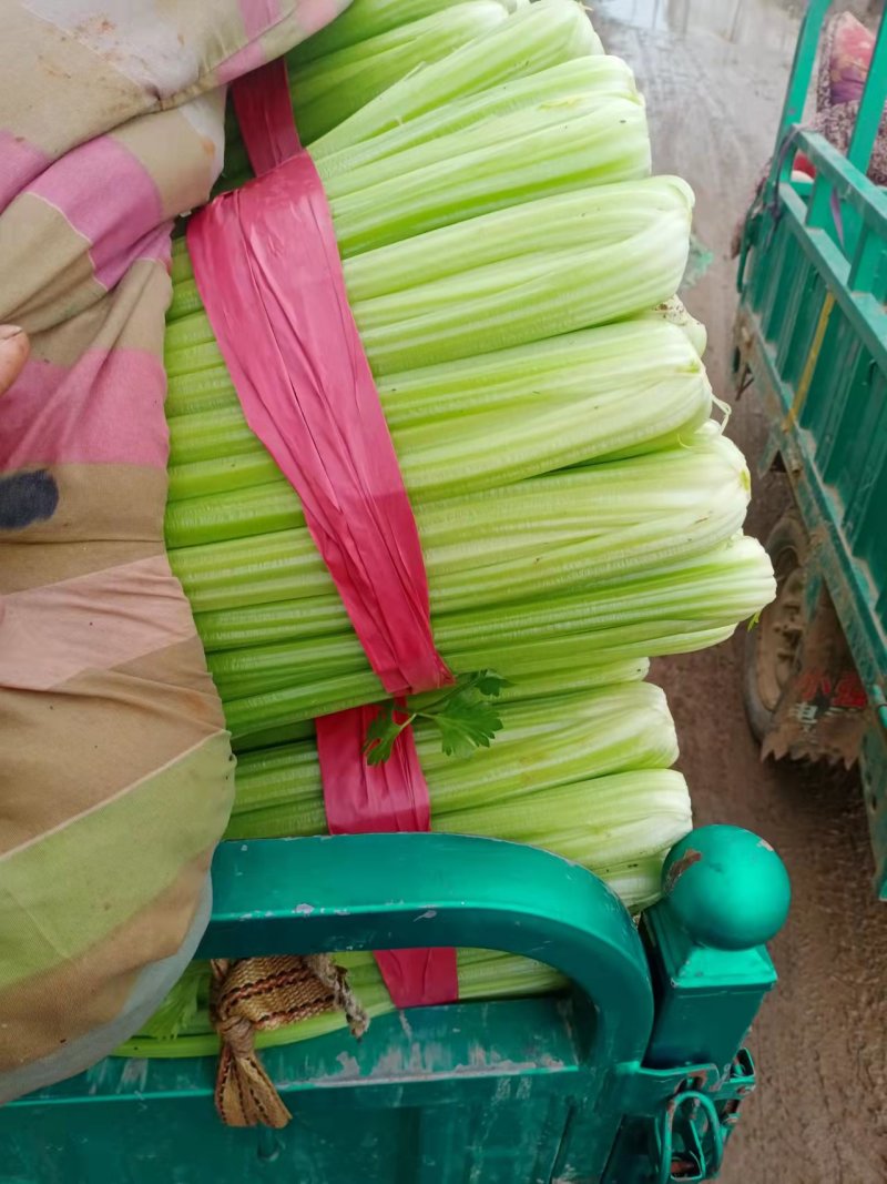 河北精品芹菜原产地直销量大价优保质保量欢迎选购