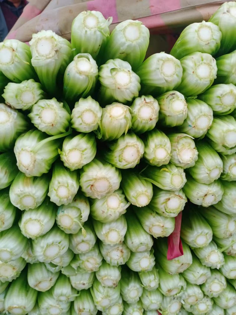 河北精品芹菜原产地直销量大价优保质保量欢迎选购