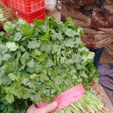 河北精品大叶香菜全国发货量大质优欢迎联系