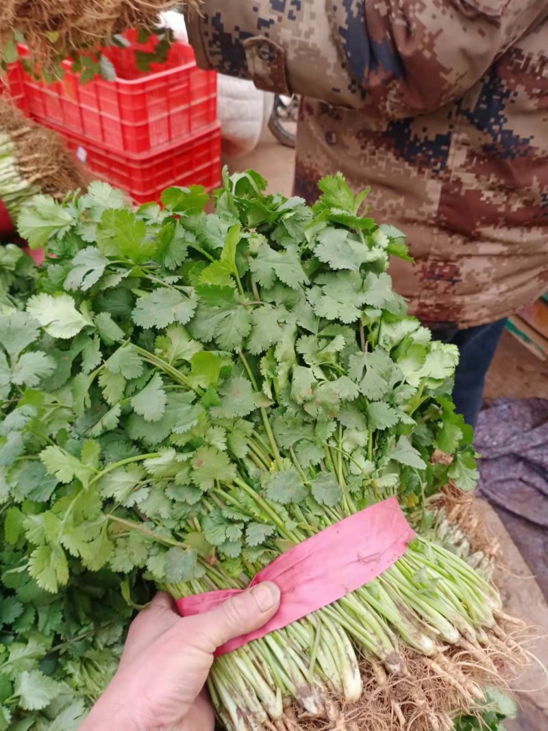 河北精品大叶香菜全国发货量大质优欢迎联系