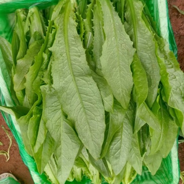 【精品】油麦菜产地直发全国发货保质保量欢迎联系