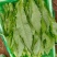【精品】油麦菜产地直发全国发货保质保量欢迎联系