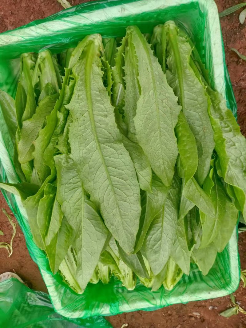 【精品】油麦菜产地直发全国发货保质保量欢迎联系