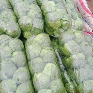 河北精品圆包菜精选甘蓝量大价优保质保量欢迎考察