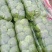 河北精品圆包菜精选甘蓝量大价优保质保量欢迎考察