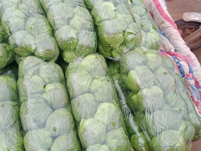 河北精品圆包菜精选甘蓝量大价优保质保量欢迎考察
