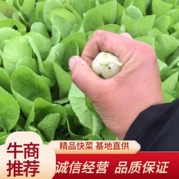 快菜河南基地直供一手货源品质保证诚信经营大量有货