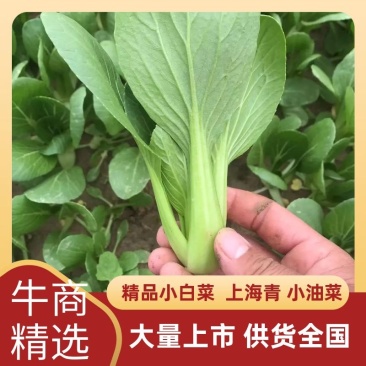 精品青梗青叶上海青，精品大棚蔬菜，常年供应，质量有保障，