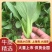 精品青梗青叶上海青，精品大棚蔬菜，常年供应，质量有保障，