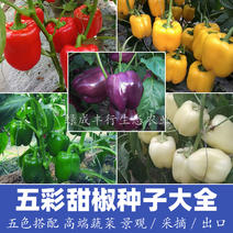 五彩甜椒种子红黄绿白紫五种颜色高端蔬菜景观出口甜辣椒种子