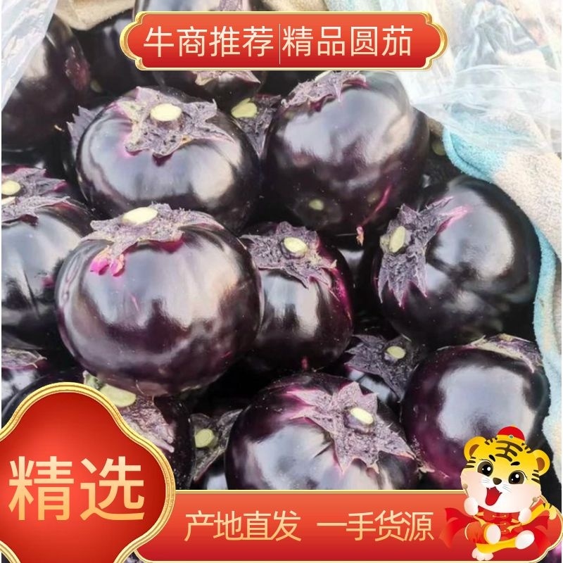 (实力代办)聊城市精品圆茄，大量上市，诚信经营