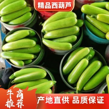 绿皮西湖芦，山东聊城冷棚西葫芦大量上市，产地直供