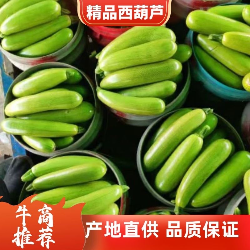绿皮西湖芦，山东聊城冷棚西葫芦大量上市，产地直供
