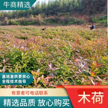 江西木荷苗造林小苗一年木荷苗30-50公分高造林苗