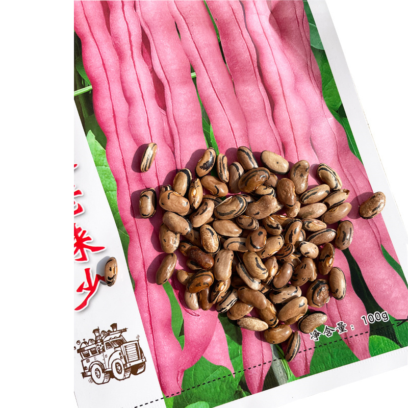 龙泉老来少红芸豆种子春秋紫芸豆紫架豆种四季阳台粉芸豆角