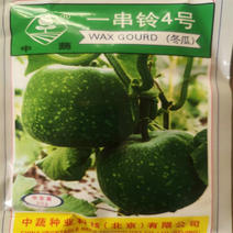一串铃4号冬瓜种子北京中蔬种业早熟一串铃小冬瓜种子