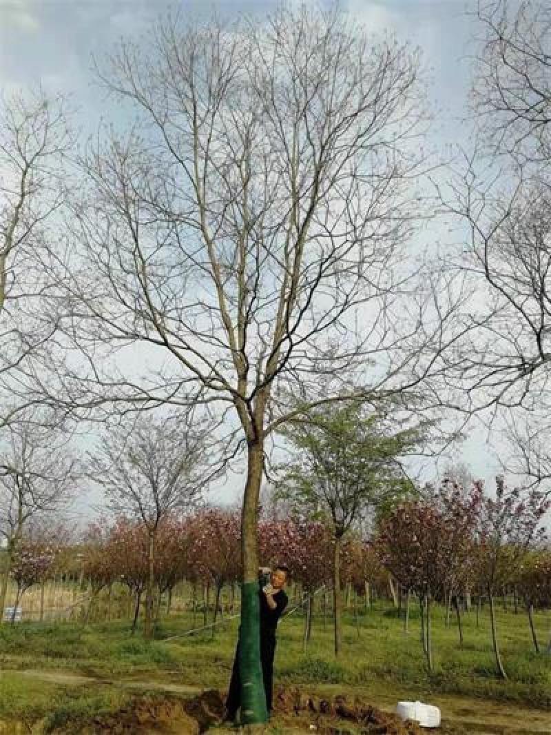 18-20-22公分乌桕树产地价格美丽合理