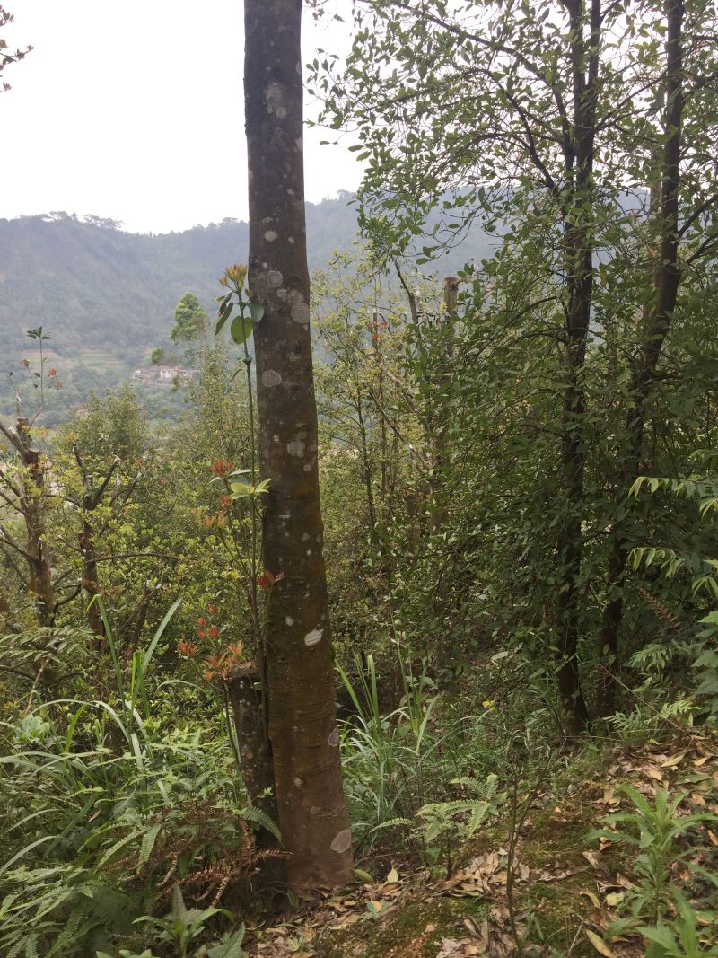 广西八角干枝八角秋八角500克包邮