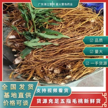 新鲜五指毛桃现挖现卖色泽金黄诚信经营长期供货