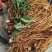 新鲜五指毛桃现挖现卖色泽金黄诚信经营长期供货