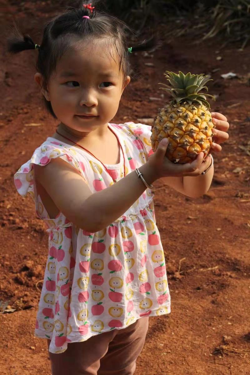 【菠萝】云南优质无眼菠萝常年供应市场电商商超，支持一件代发