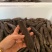 【精品】潭门本地黑海参产地直销品质保证欢迎选购
