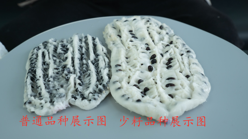 【少籽】八月瓜苗，产地直发，包邮到家，量大从优，品质保证