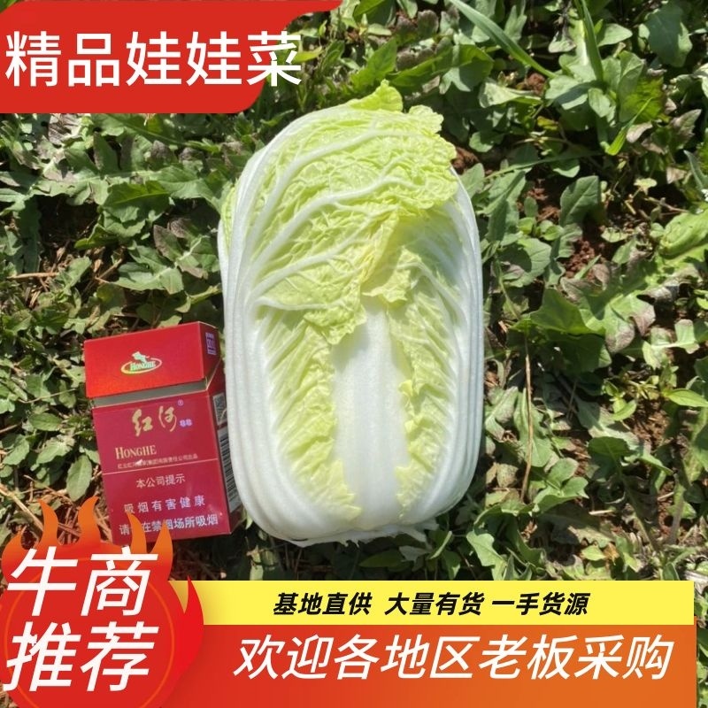 精品娃娃菜基地直供一手货源品质保证诚信经营欢迎采购