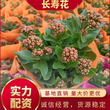 青州长寿花/种植基地发货/品相优/颜色齐全大量出货实惠