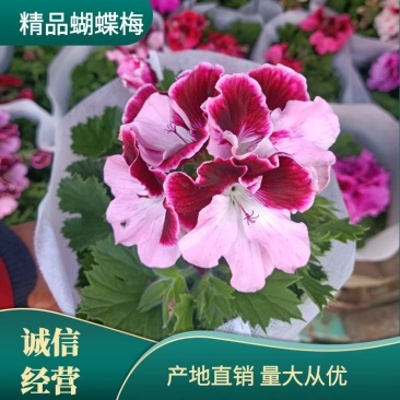 蝴蝶梅/大花天竺葵/基地直发/品质保证/颜色齐全量大从优