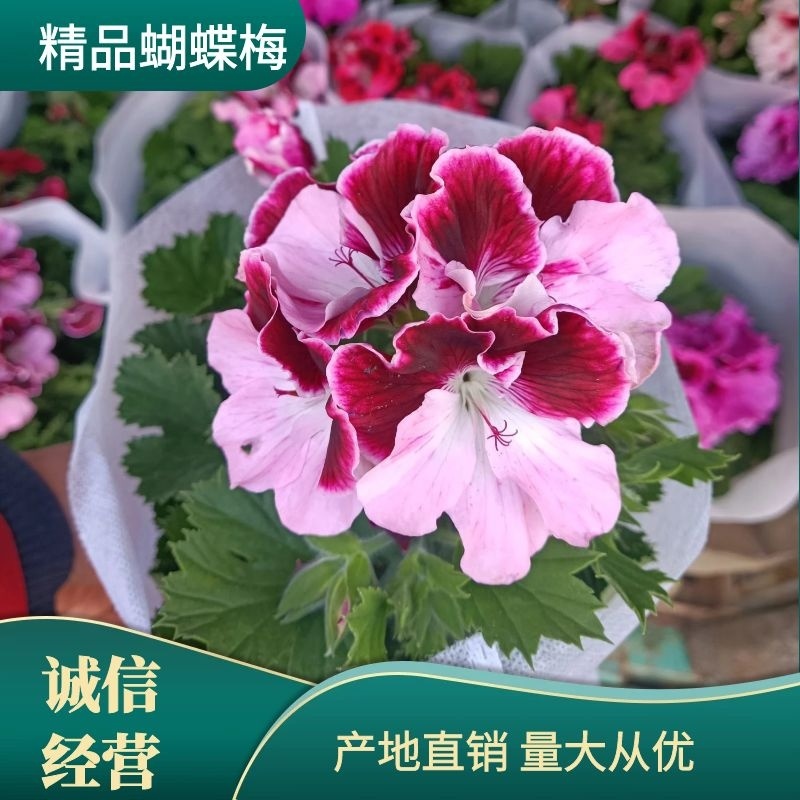 蝴蝶梅/大花天竺葵/基地直发/品质保证/颜色齐全量大从优