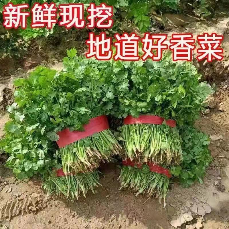 井店镇万亩基地香菜种植货源充足常年供应一条龙服务