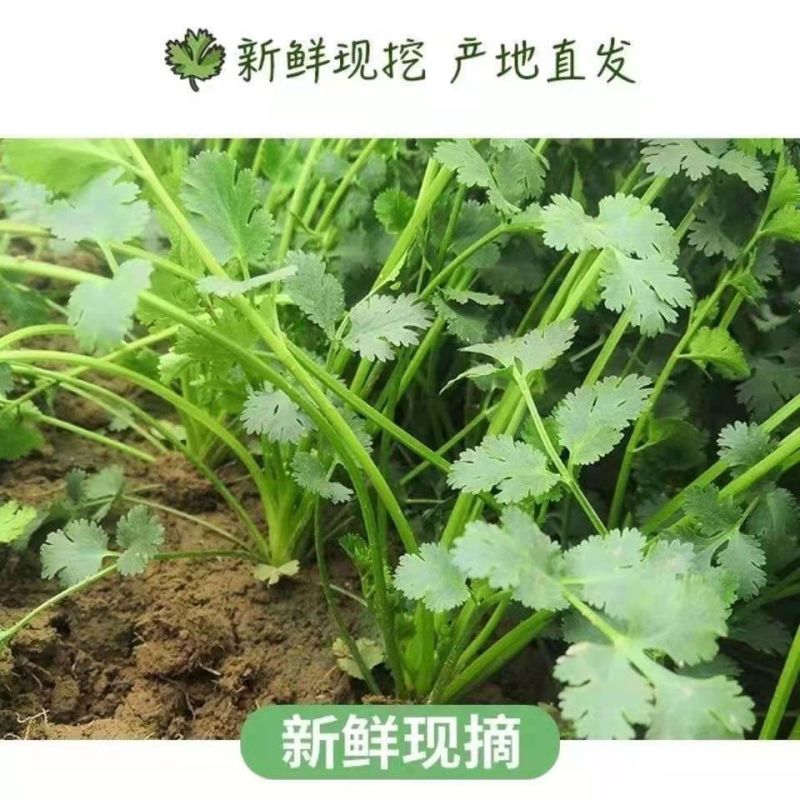 井店镇万亩基地香菜种植货源充足常年供应一条龙服务