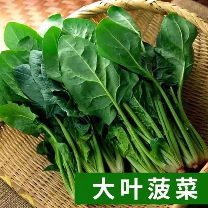精品大叶菠菜基地直供，万亩规模常年有货，对接全国各地客商