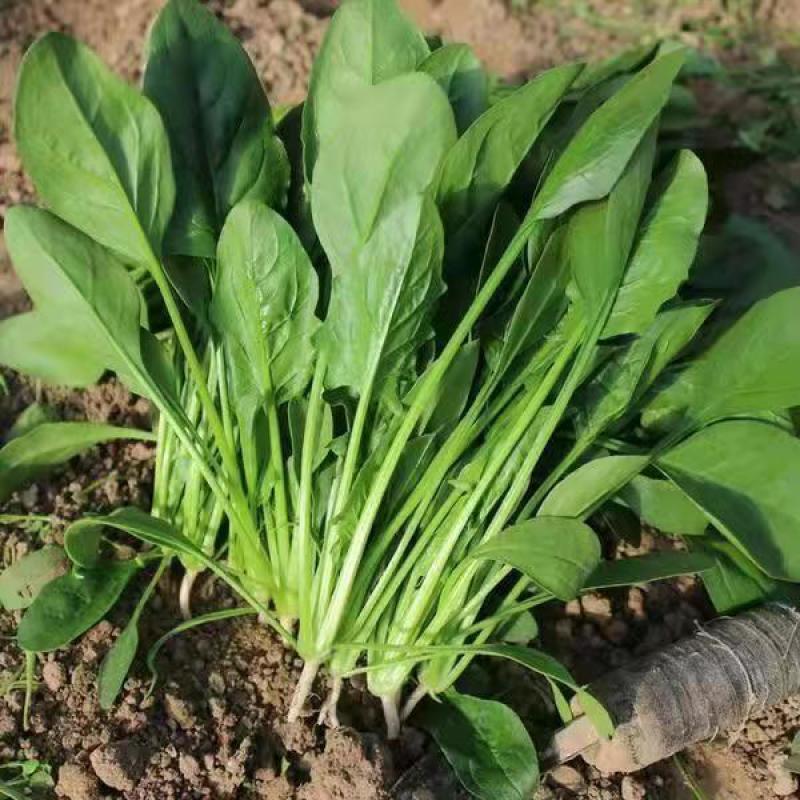精品大叶菠菜基地直供，万亩规模常年有货，对接全国各地客商