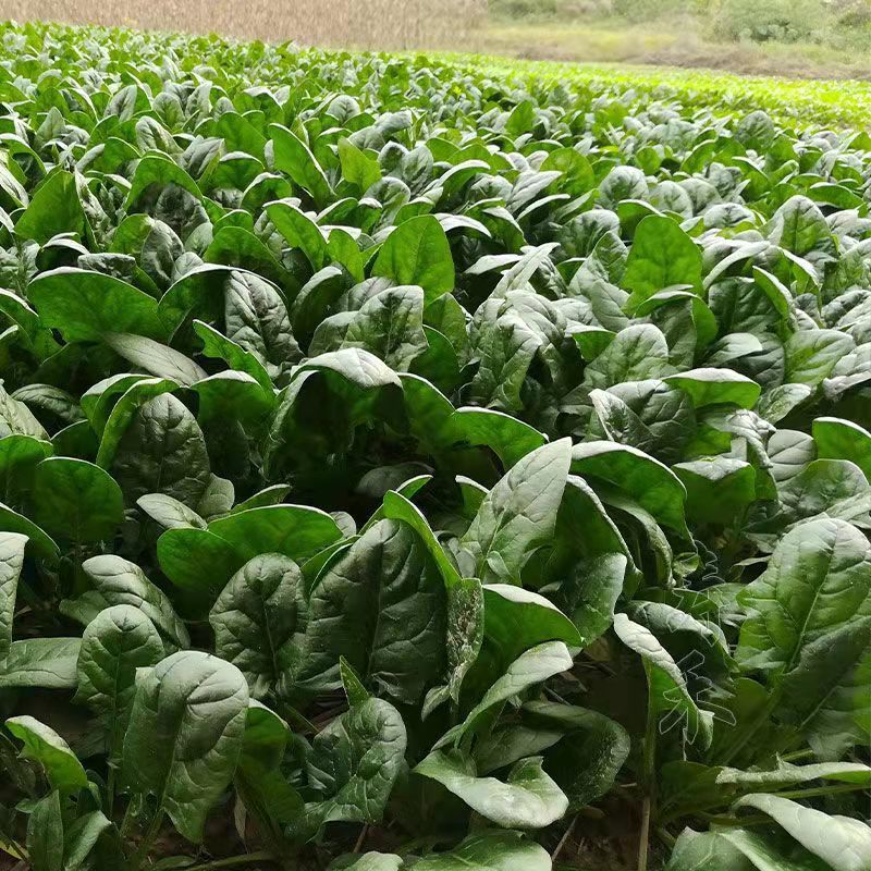 精品大叶菠菜基地直供，万亩规模常年有货，对接全国各地客商