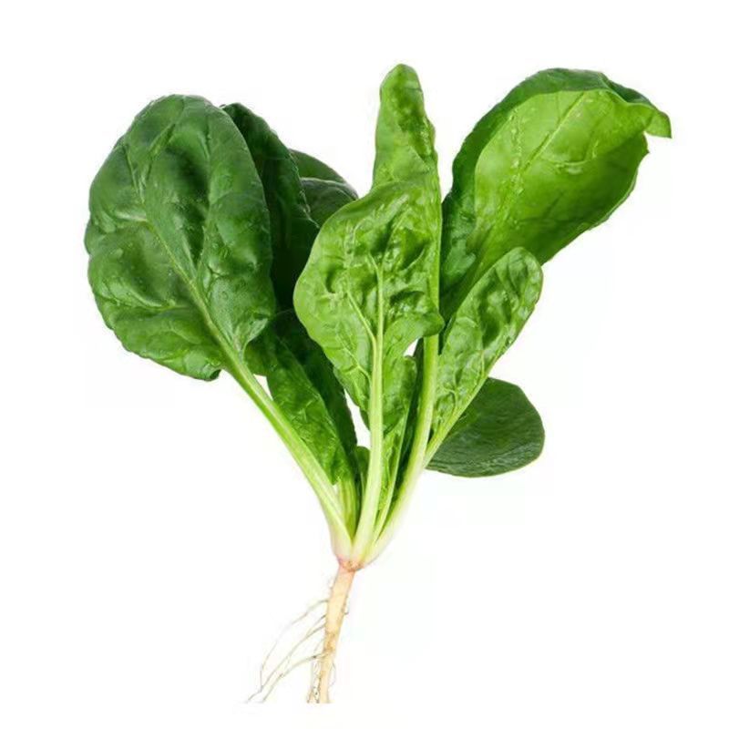 精品大叶菠菜基地直供，万亩规模常年有货，对接全国各地客商