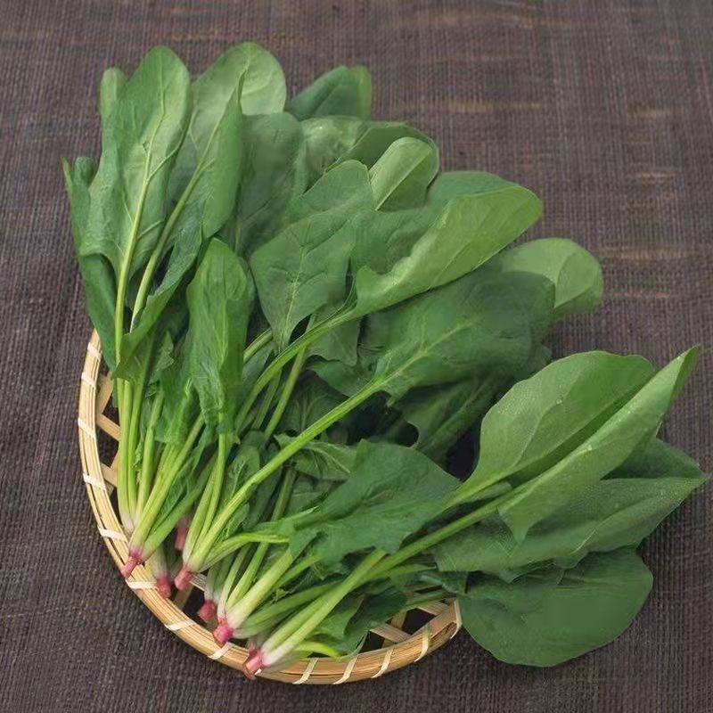 精品大叶菠菜基地直供，万亩规模常年有货，对接全国各地客商
