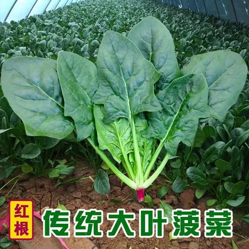 精品大叶菠菜基地直供，万亩规模常年有货，对接全国各地客商